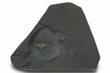 Pyritized Triarthrus Trilobite with Appendages - New York #383763-1